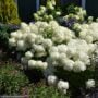 Hydrangea Paniculata – Puffer Fish – #3 Container
